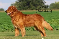 HOPE, a female Golden Retriever for sale in Greenwood, WI – Photo 4 of 5