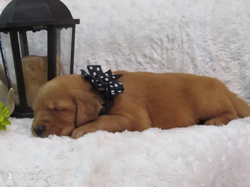 AKC LANCE – Golden Retriever puppy for sale in Greenwood, WI