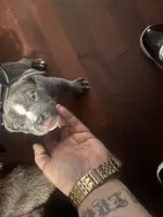 Lola , a female American Bully and American Pit Bull Terrier for sale in Providence, RI – Photo 2 of 3