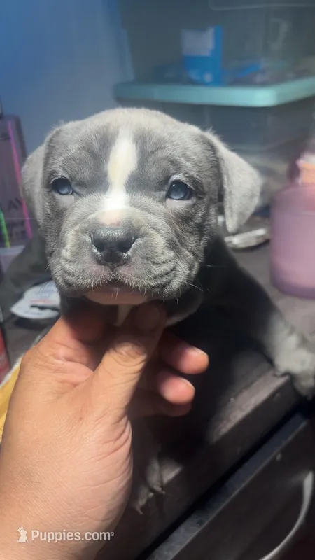 Lola  – American Bully, American Pit Bull Terrier puppy for sale in Providence, RI