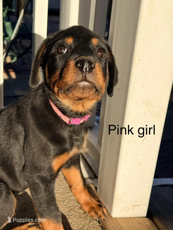 Pink girl – Rottweiler puppy for sale in Danville, IL