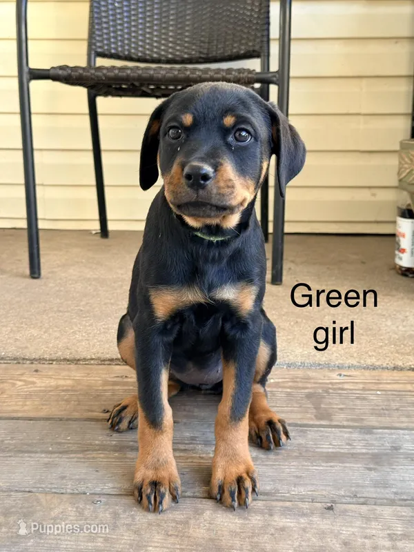 Green girl – Rottweiler puppy for sale in Danville, IL