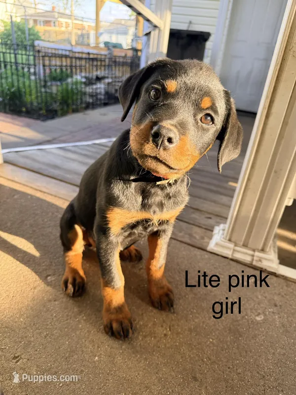 Lite pink girl – Rottweiler puppy for sale in Danville, IL