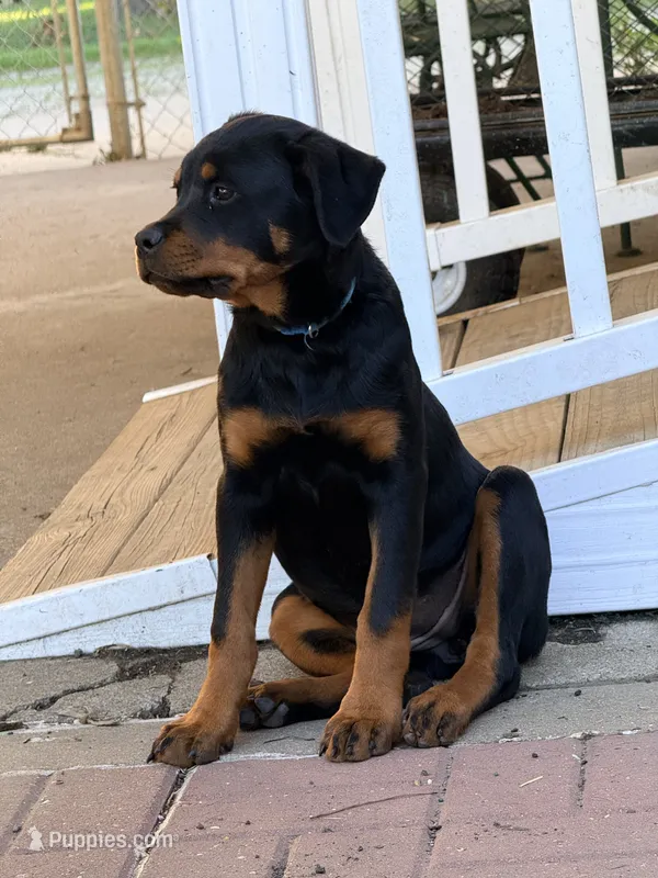 Lite blue girl – Rottweiler puppy for sale in Danville, IL