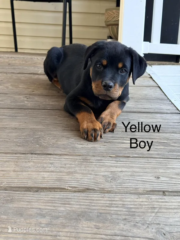 Yellow boy – Rottweiler puppy for sale in Danville, IL