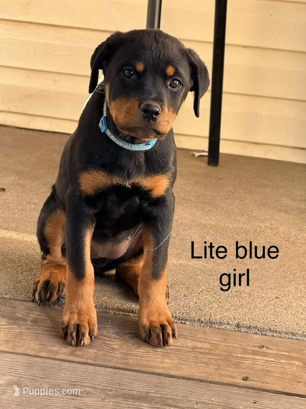 Lite blue girl – Rottweiler puppy for sale in Danville, IL