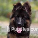 German shepherd boy, a male German Shepherd Dog for sale in Vancouver, WA – Photo 1 of 1