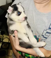 Storm, a female Siberian Husky for sale in Somerville, MA – 2 of 3
