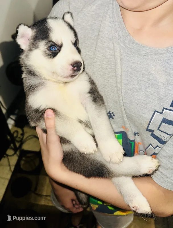 Storm – Siberian Husky puppy for sale in Somerville, MA