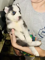 Storm, a female Siberian Husky for sale in Somerville, MA – 1 of 3