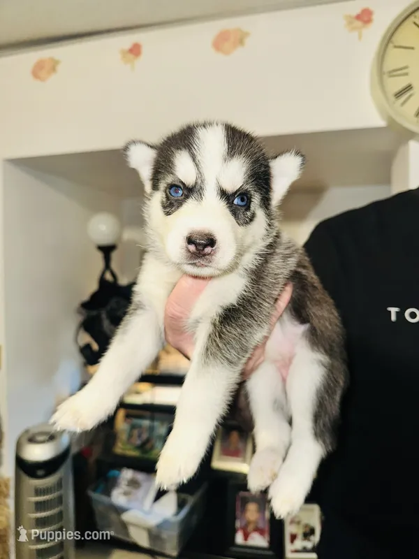 Foxy – Siberian Husky puppy for sale in Somerville, MA