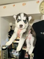 Foxy, a female Siberian Husky for sale in Somerville, MA – 1 of 2