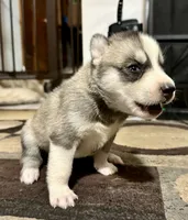 Bonnie, a female Siberian Husky for sale in Somerville, MA – 4 of 4