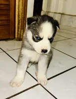 Loki, a male Siberian Husky for sale in Somerville, MA – 2 of 3