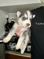 Foxy, a female Siberian Husky for sale in Somerville, MA – 2 of 2