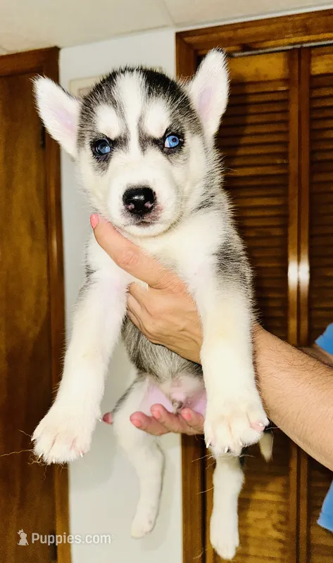Blue  – Siberian Husky puppy for sale in Somerville, MA