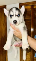 Blue , a male Siberian Husky for sale in Somerville, MA – 1 of 2