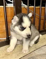 Freddy, a male Siberian Husky for sale in Somerville, MA – 1 of 2