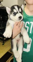 Oreo, a male Siberian Husky for sale in Somerville, MA – 3 of 3