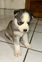 Loki, a male Siberian Husky for sale in Somerville, MA – 3 of 3