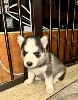 Freddy, a male Siberian Husky for sale in Somerville, MA – 2 of 2