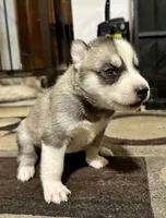 Bonnie, a female Siberian Husky for sale in Somerville, MA – 2 of 4
