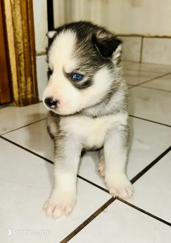 Loki – Siberian Husky puppy for sale in Somerville, MA