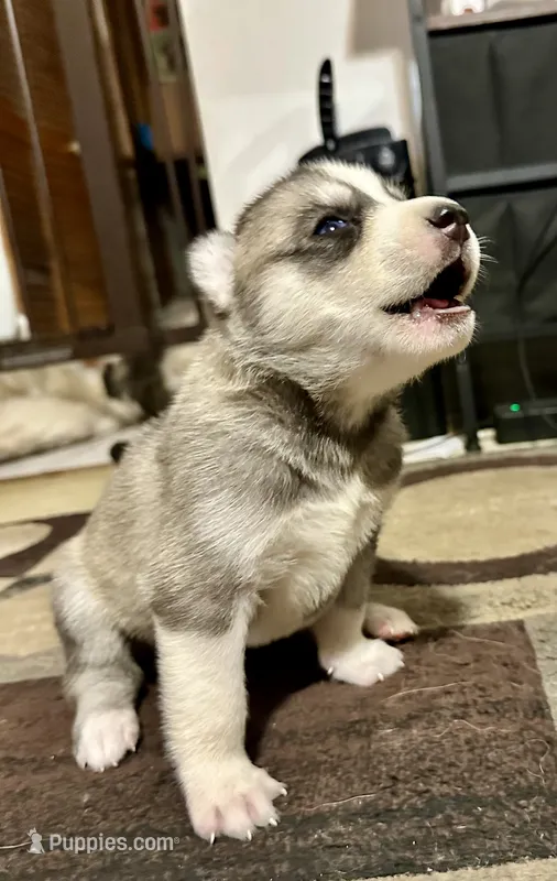 Bonnie – Siberian Husky puppy for sale in Somerville, MA