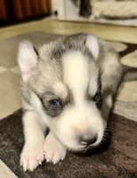 Bonnie, a female Siberian Husky for sale in Somerville, MA – 3 of 4