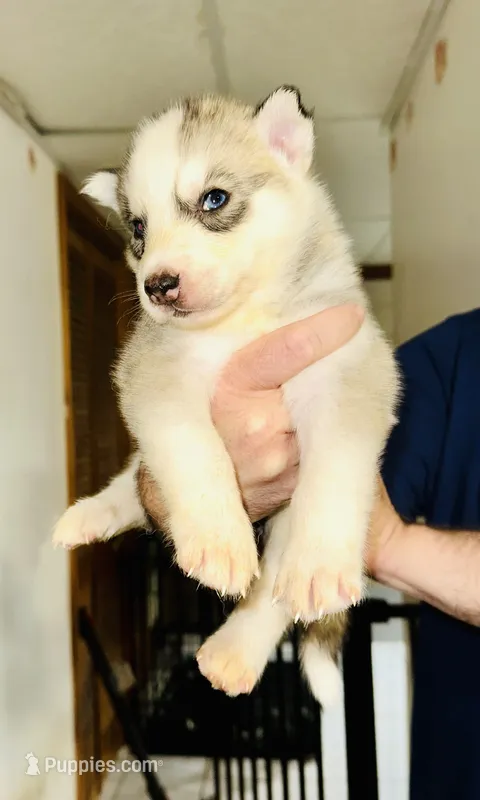 Blue  – Siberian Husky puppy for sale in Somerville, MA