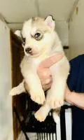 Blue , a male Siberian Husky for sale in Somerville, MA – 1 of 1