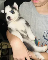 Storm, a female Siberian Husky for sale in Somerville, MA – 3 of 3