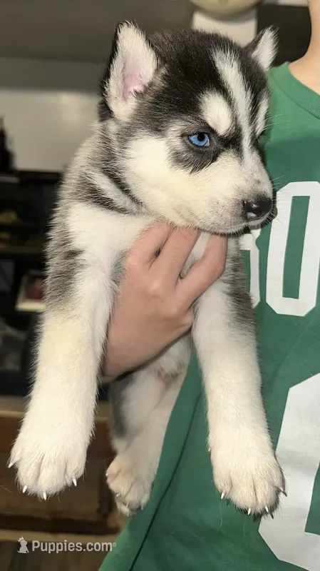 Oreo – Siberian Husky puppy for sale in Somerville, MA