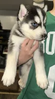 Oreo, a male Siberian Husky for sale in Somerville, MA – 1 of 3