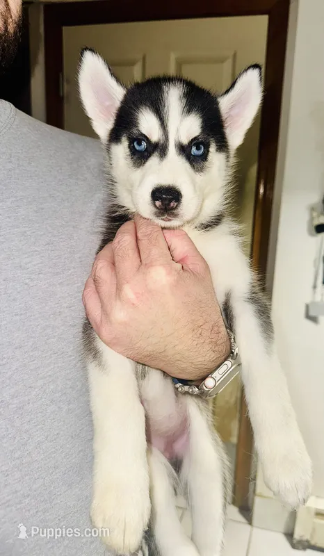Foxy – Siberian Husky puppy for sale in Somerville, MA