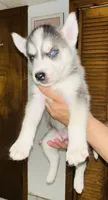 Blue , a male Siberian Husky for sale in Somerville, MA – 2 of 2