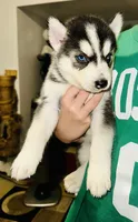 Oreo, a male Siberian Husky for sale in Somerville, MA – 2 of 3