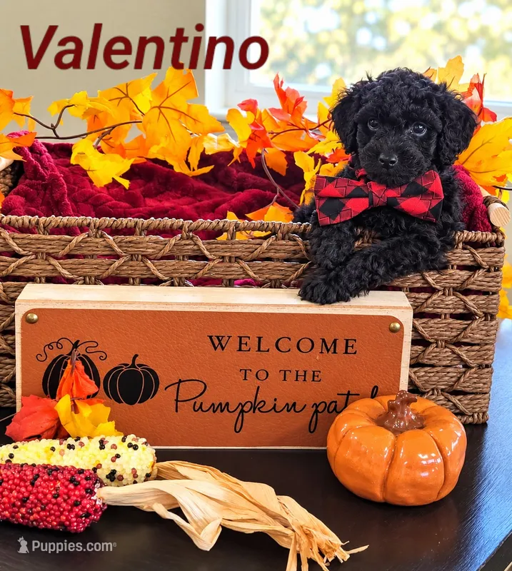 Valentino – Poodle - Miniature , Miniature Goldendoodle puppy for sale in Bowling Green, OH