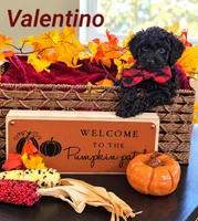 Valentino, a male Poodle - Miniature  and Miniature Goldendoodle for sale in Bowling Green, OH – 1 of 3