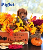 Piglet , a male Poodle - Miniature  and Miniature Goldendoodle for sale in Bowling Green, OH – 3 of 3