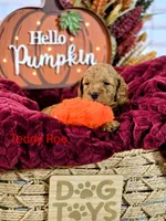 Teddy Roo , a male Poodle - Miniature  and Miniature Goldendoodle for sale in Bowling Green, OH – 5 of 5