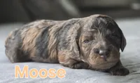 Moose , a male Poodle - Miniature  and Miniature Goldendoodle for sale in Bowling Green, OH – 3 of 3