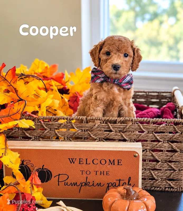Cooper  – Poodle - Miniature , Miniature Goldendoodle puppy for sale in Bowling Green, OH
