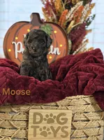 Moose , a male Poodle - Miniature  and Miniature Goldendoodle for sale in Bowling Green, OH – 2 of 3