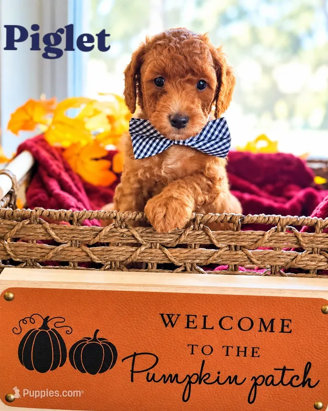Piglet  – Poodle - Miniature , Miniature Goldendoodle puppy for sale in Bowling Green, OH