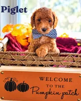 Piglet , a male Poodle - Miniature  and Miniature Goldendoodle for sale in Bowling Green, OH – 1 of 3
