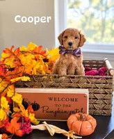 Cooper , a male Poodle - Miniature  and Miniature Goldendoodle for sale in Bowling Green, OH – 3 of 3
