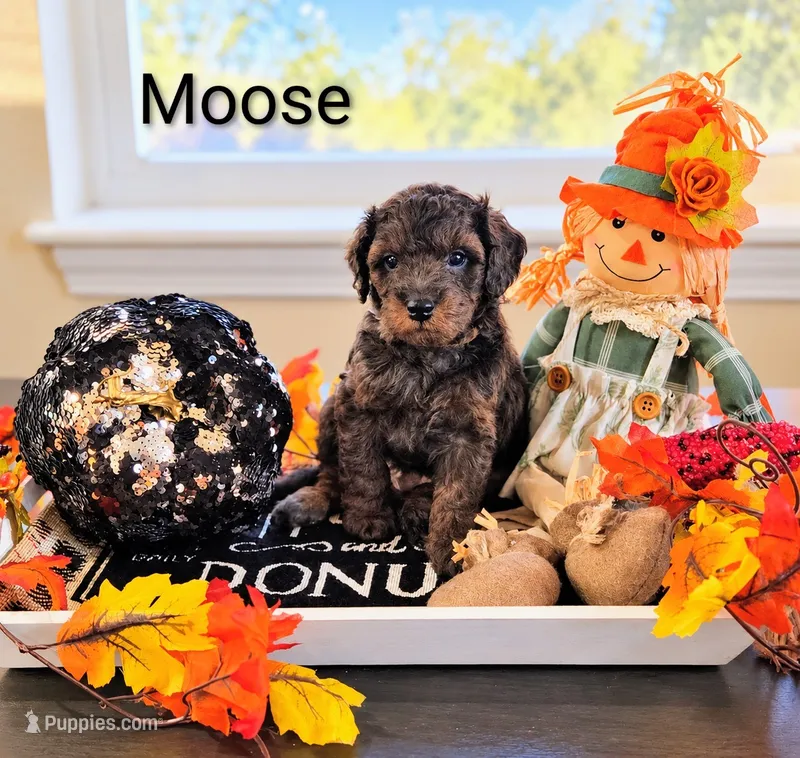 Moose  – Poodle - Miniature , Miniature Goldendoodle puppy for sale in Bowling Green, OH