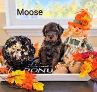Moose , a male Poodle - Miniature  and Miniature Goldendoodle for sale in Bowling Green, OH – 1 of 3
