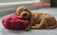 Teddy Roo , a male Poodle - Miniature  and Miniature Goldendoodle for sale in Bowling Green, OH – 4 of 5
